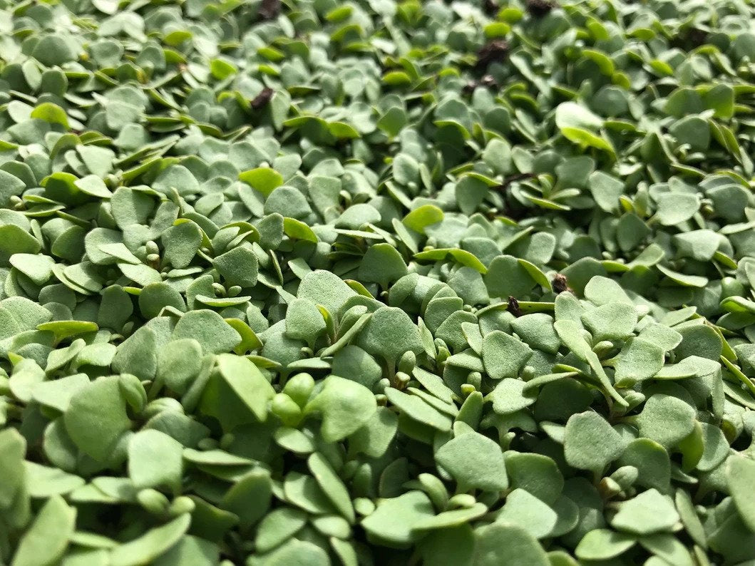 Sprouting Microgreens - Easy