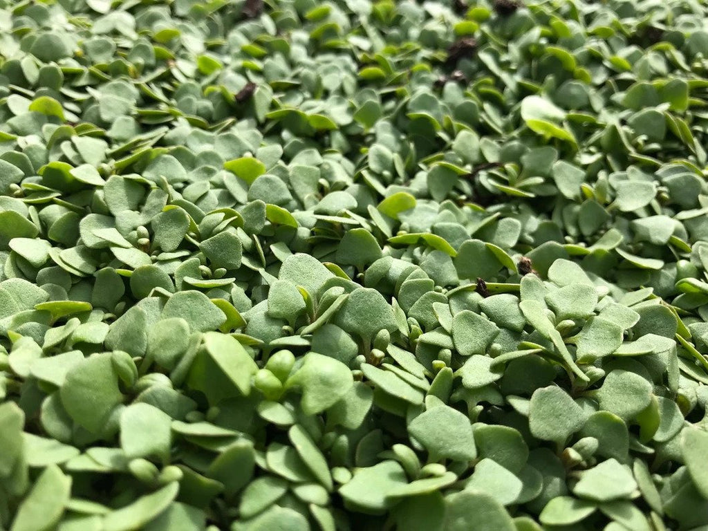 Sprouting Microgreens - Easy
